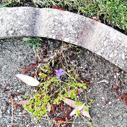 Close up of a plant