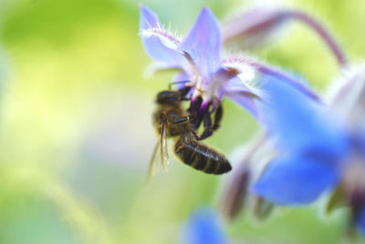 Close-up of honey bee on flower