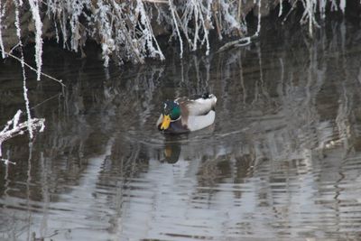 Swan swimming on lake