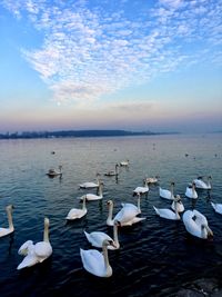 Birds swimming in sea against sky