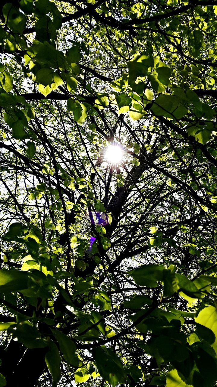 tree, low angle view, growth, branch, sun, nature, beauty in nature, leaf, sunlight, tranquility, sunbeam, green color, lens flare, freshness, outdoors, day, no people, backgrounds, scenics, sky