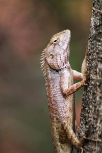 Close-up of oriental garden lizard on tree trunk