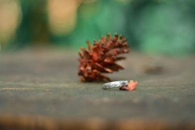 Close-up of dried leaf on table