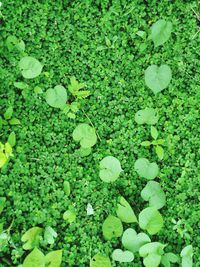 High angle view of green leaves floating on water