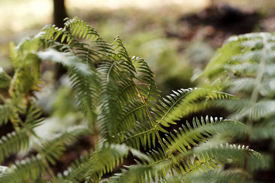 Close-up of plant