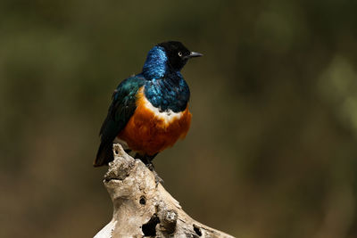 Close-up of a bird perching on branch