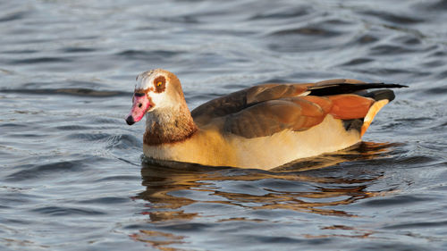 Egyptian goose in bushy park. london