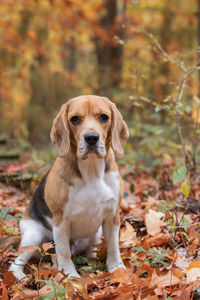 Portrait of a dog on field during autumn