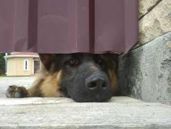 Close-up portrait of a dog