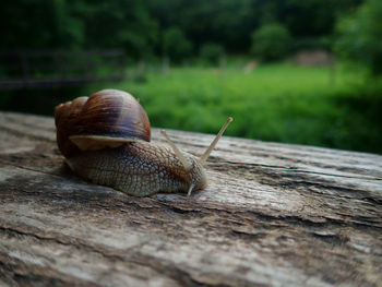 Close-up of snail on leaf