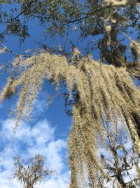 Low angle view of trees against blue sky