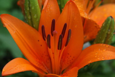 Close-up of wet orange flower