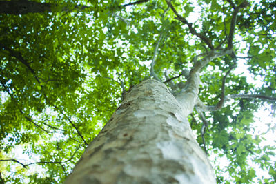 Low angle view of trees in forest