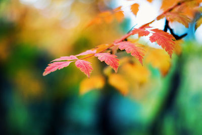 Close-up of maple leaves during autumn