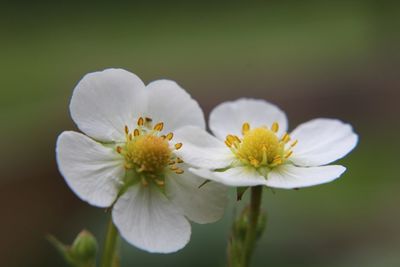 Close-up of white strawberry flowering plant