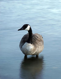 Duck swimming in lake