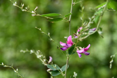 Close-up of pink flowering plant