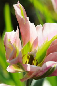 Close-up of pink flowers