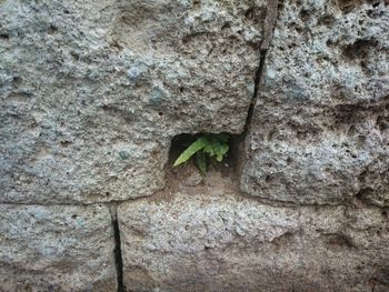 Close-up of lizard on tree trunk