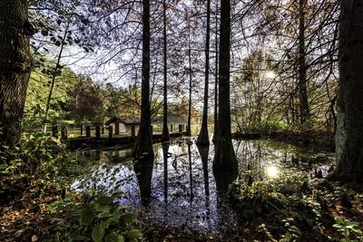 Reflection of trees in water