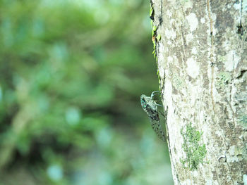 Close-up of insect on tree trunk