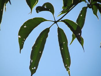 Low angle view of plant against clear sky