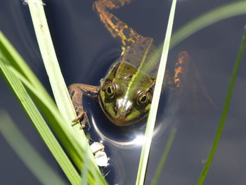 High angle view of frog in water