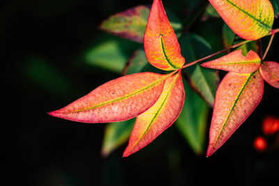 Close-up of plant