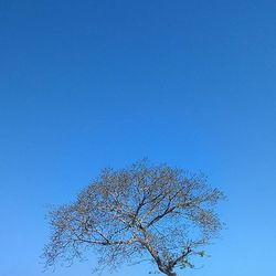 Low angle view of trees against clear blue sky