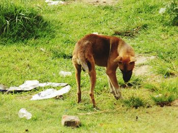 Grass grazing on field