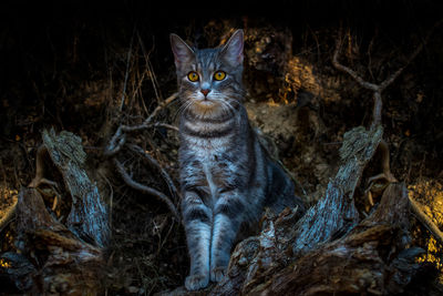 Portrait of a young cat in the forest in front of an uprooted tree