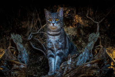Portrait of cat