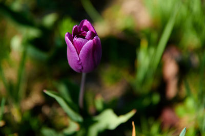 Close-up of pink tulip