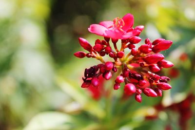 Close-up of red flowering plant