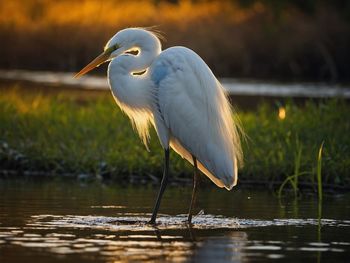 Gray heron standing in lake