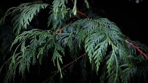 Close-up of fresh green plant