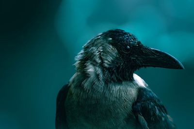 Indian crow sideface closeup in cinematic moody color tones