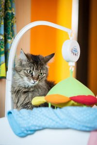 Close-up portrait of cat sitting at home