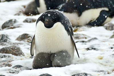 Adelie penguin with two chicks hiding