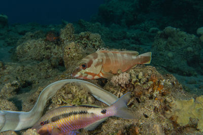 Fish swim in the red sea, colorful fish, eilat israel