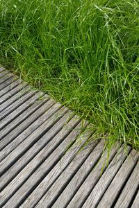 High angle view of rice paddy