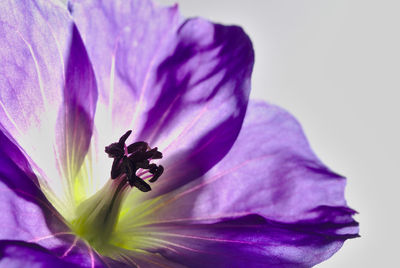 Close-up of purple crocus flower