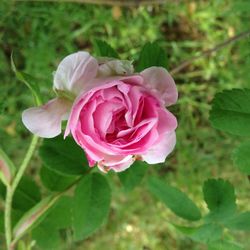 Close-up of pink rose