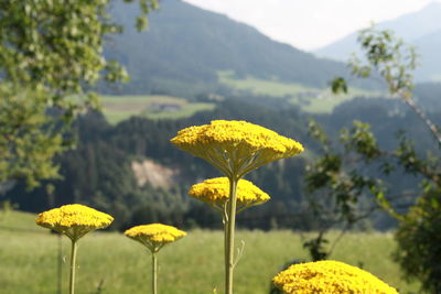 Close-up of yellow flowering plant on land