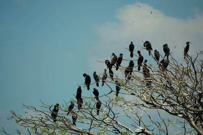 Low angle view of bird perching on tree against clear sky