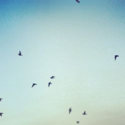 Low angle view of birds flying in sky