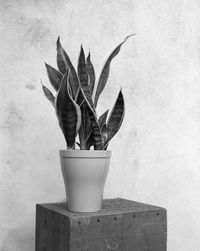 Close-up of potted plant on table against wall