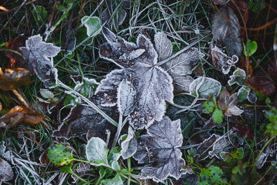 High angle view of frozen trees on field during winter