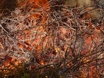 Close-up of tree in forest