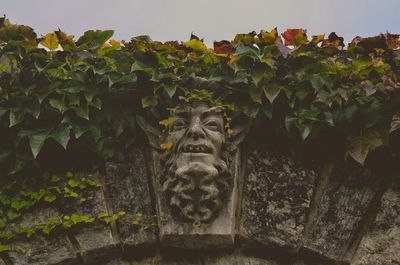 Low angle view of ivy growing on tree against sky